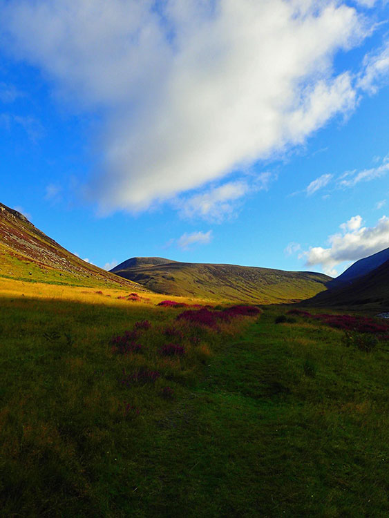 Whitebeams & Wildlife of the Western Hills Arran Mountain Festival