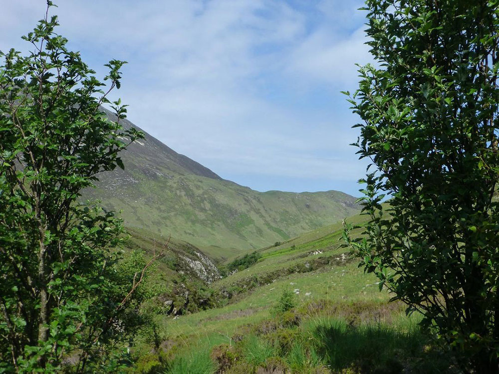 Whitebeams & Wildlife of the Western Hills Arran Mountain Festival